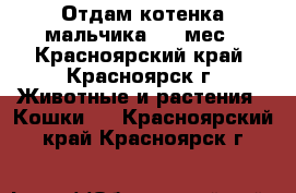 Отдам котенка мальчика 4,5 мес - Красноярский край, Красноярск г. Животные и растения » Кошки   . Красноярский край,Красноярск г.